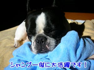 ¥É¥é¥¤¥ä¡¼¤Î¤ª¼êÅÁ¤¤¤¢¤ê¤¬¤È¤¦¡£