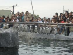 ペンギン館