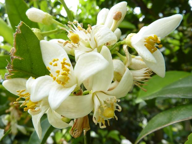 6月の庭 その3 みんな見てみて 白いミカンの花とミカンの赤ちゃん Real Country Inn Speak Easy 伊豆熱川 スピークイージー のんびりゆったり田舎暮らし