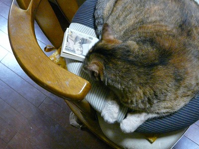 お金持ち猫 猫に聞いた話