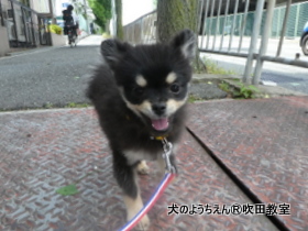 20180601sui (10).JPG