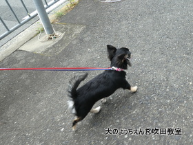 20180728sui (9).JPG