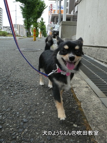 20180728sui (10).JPG