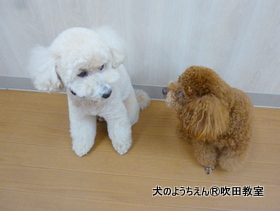 20190915sui (6).JPG