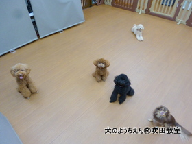 20190915sui (8).JPG