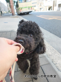 20190915sui (12).JPG