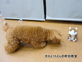 20190915sui (15).JPG