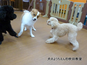 20190915sui (22).JPG
