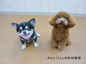 20190915sui (24).JPG