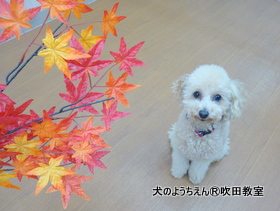 20190915sui (25).JPG