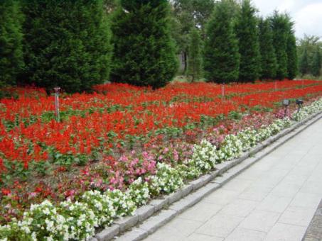 サルビアの花壇
