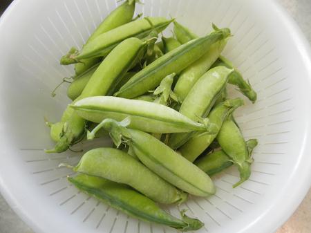 えんどう豆収穫