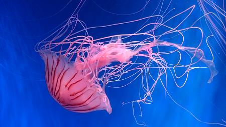 京都水族館