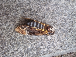 クロメンガタスズメ