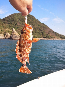 カサゴ