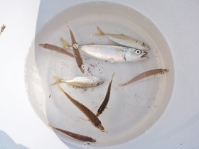 佐世保市・浦頭港にて小アジ釣り
