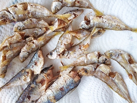 佐世保市・浦頭港にて小アジ釣り 素揚げ