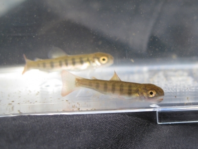 サクラマス稚魚