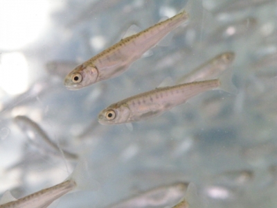 サケ稚魚