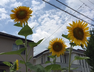image1.JPG