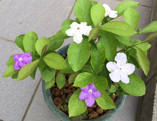 image1.JPG