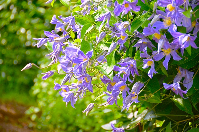 DSC_2043 のコピー.jpg
