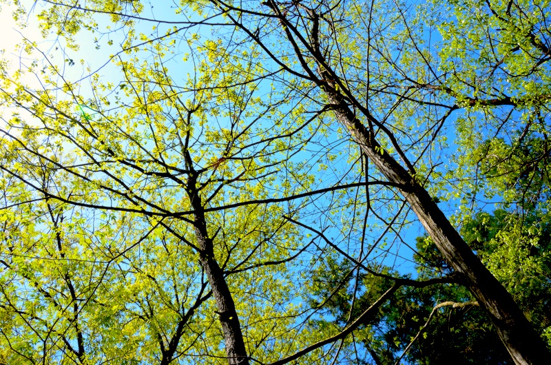 DSC_1525 のコピー.jpg