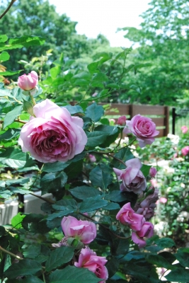 DSC_0003.JPG