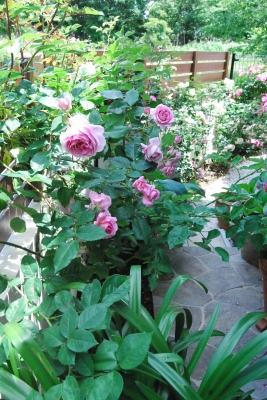 DSC_0031.JPG