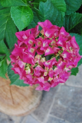DSC_0064.JPG