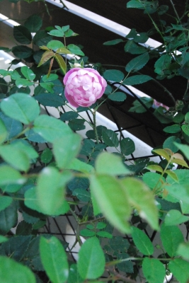 DSC_0067.JPG