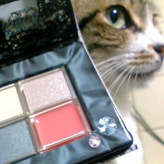 レディキャット