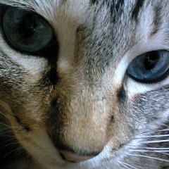 たまには美少年