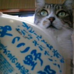 やっこ野郎って美味しいの?