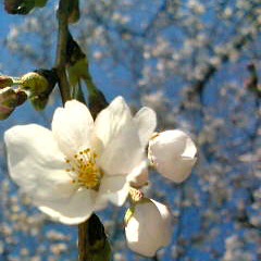 桜って美味しいの?