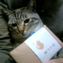 ほうじ茶って美味しいの?