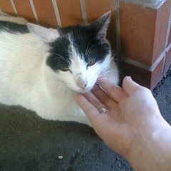 白黒猫って顔が小さいの?