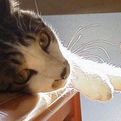 PONちゃんって美味しかったよ