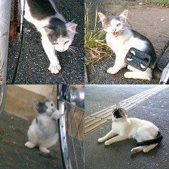 こにゃんこ