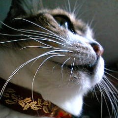 プレゼントはあ・た・し