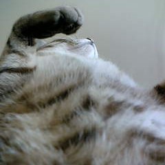 大猫か!