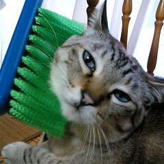 うっとりだニャ