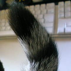 究極のうっとリッチブラシ