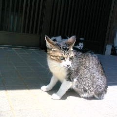 キューティクルって美味しいの?