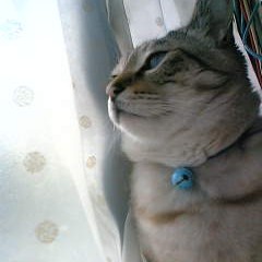 美オヤジ猫レオ君