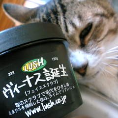 ヴィーナス誕生って美味しいの?