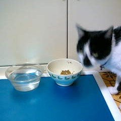 ひんやりマットの正しい使い方(誤)