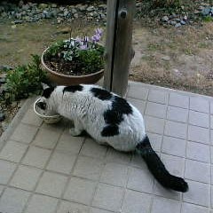 カナモッちゃんの尻尾
