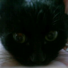 黒猫ムー