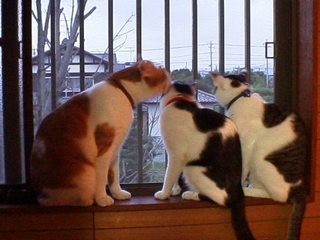在りし日の猫たち